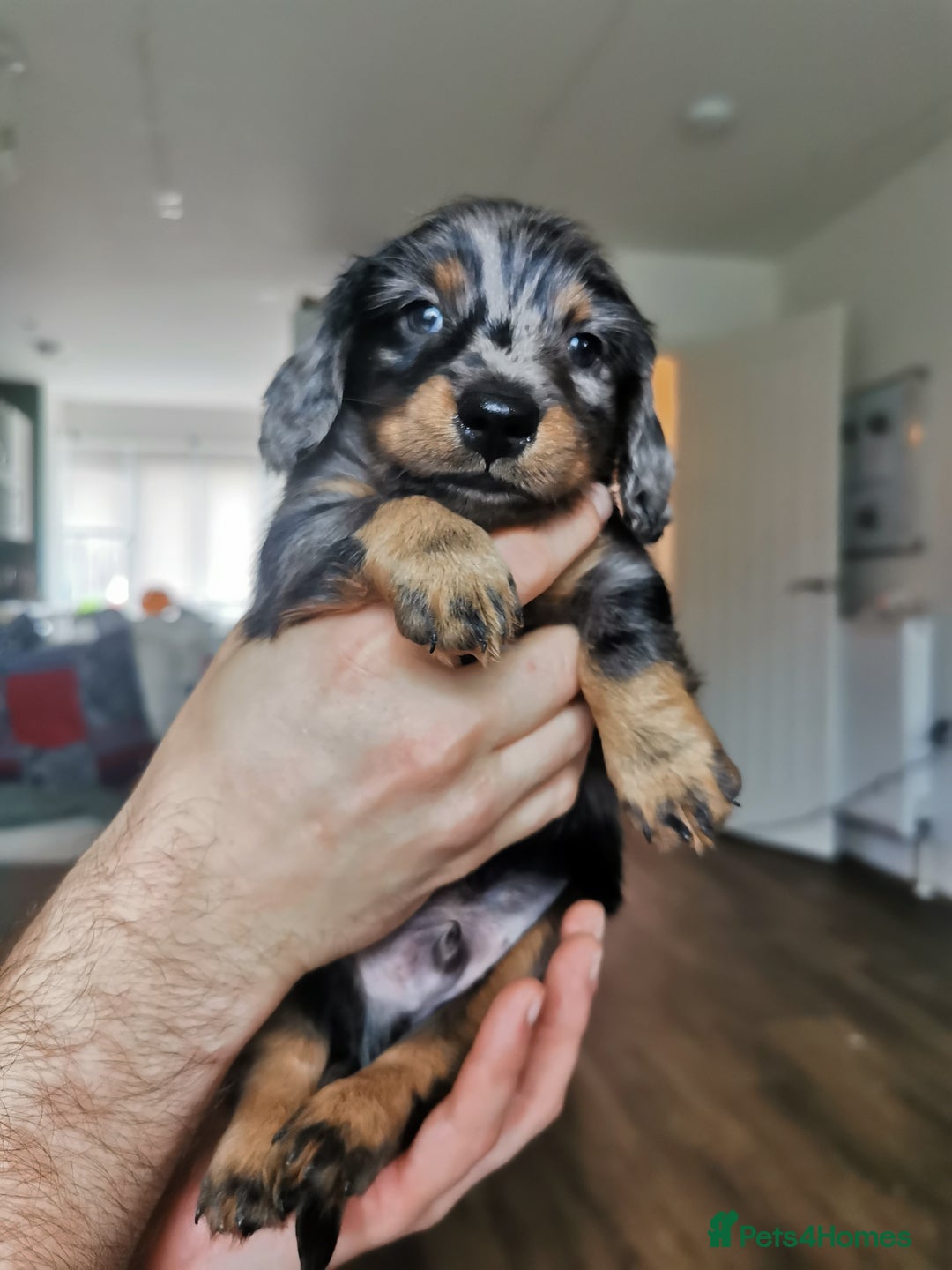 Miniature Dachshund dogs for sale: 5 beautiful miniature dachshund pups for sale - Advert 21