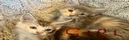 Mixed Breed cats for sale: Maine coon cross ragdoll kittens  - Advert 27