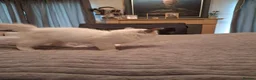 Ragdoll cats for sale: 3 boys  - Advert 16