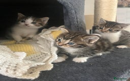 Mixed Breed cats for sale: Tabby cross kittens  - Image 5