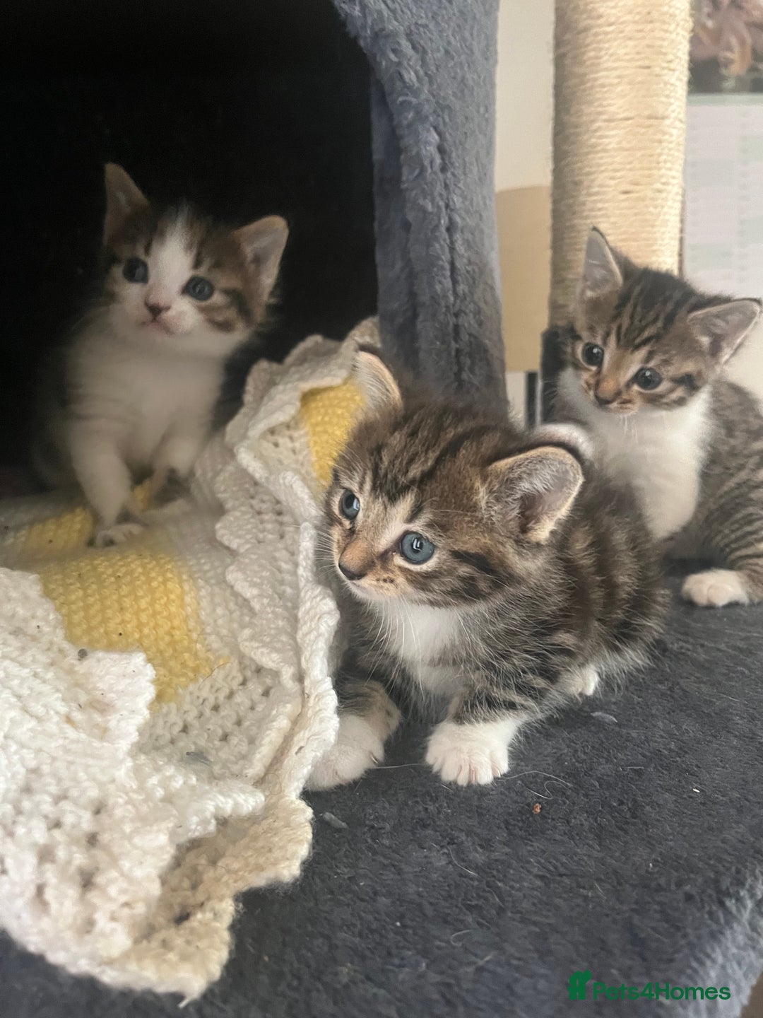 Mixed Breed cats for sale: Tabby cross kittens  - Image 5