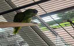 Parrots birds for sale: Blue fronted Amazon  - Image 3