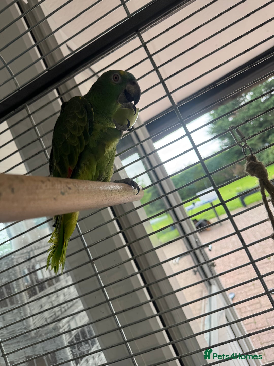 Parrots birds for sale: Blue fronted Amazon  - Image 3