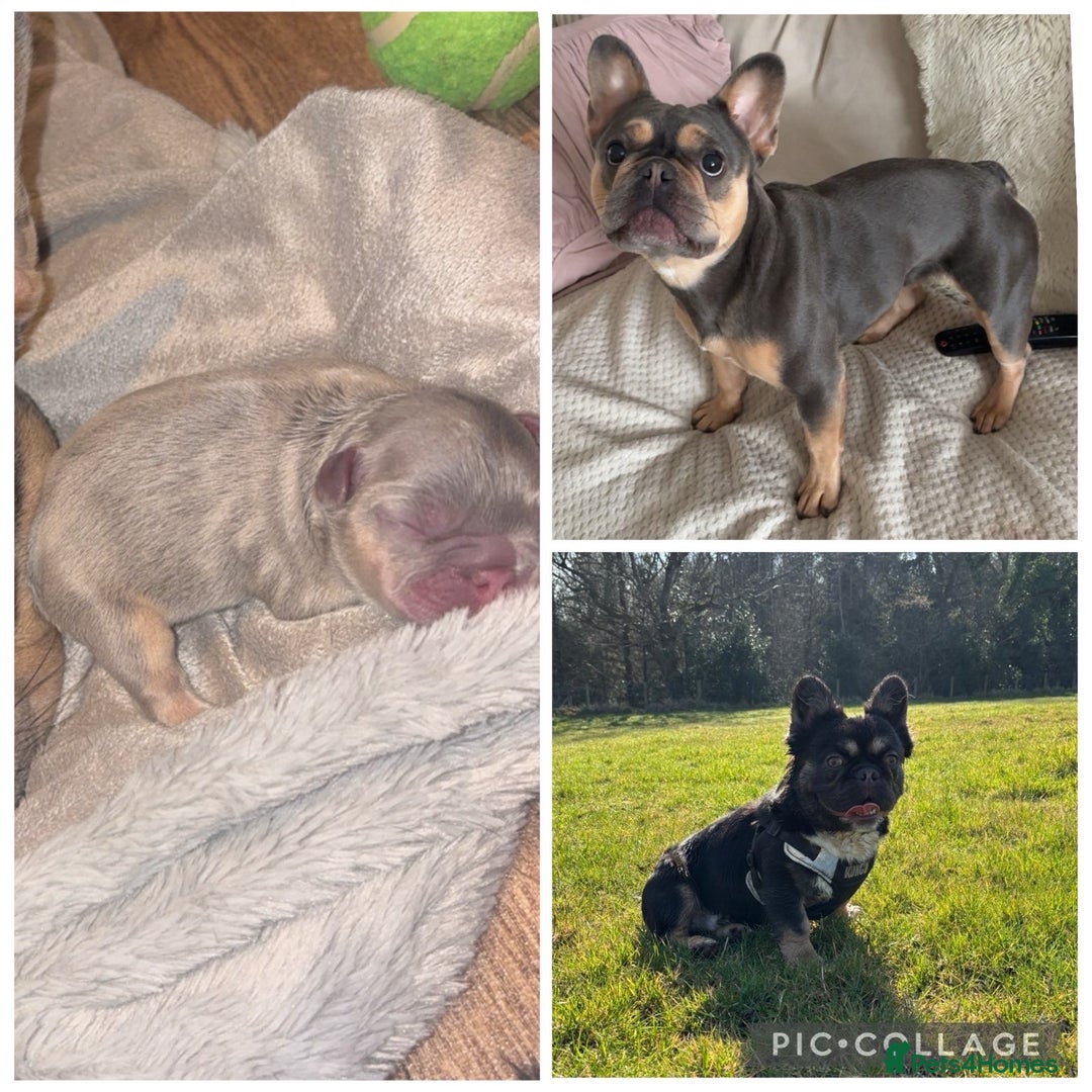 French Bulldog dogs for sale: Fluffy frenchi  - Advert 7