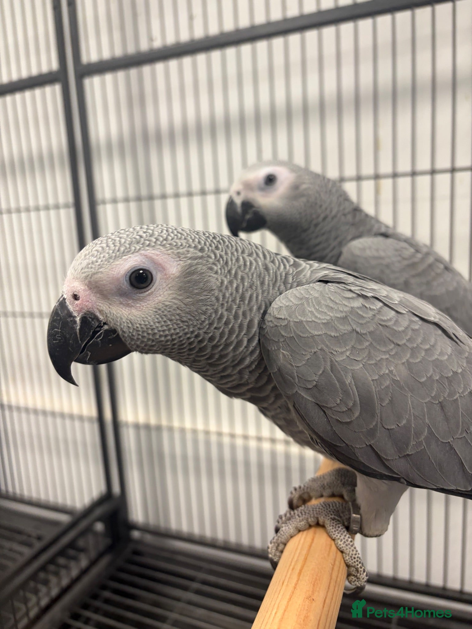 Parrots birds Hand Reared Baby African Greys  - Advert 1
