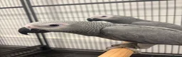 Parrots birds for sale: Hand Reared Baby African Greys  - Advert 1