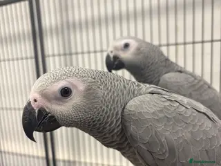 Parrots birds Hand Reared Baby African Greys - Advert 1