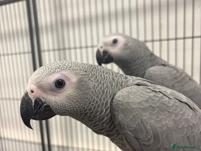 Parrots birds Hand Reared Baby African Greys - Advert 1