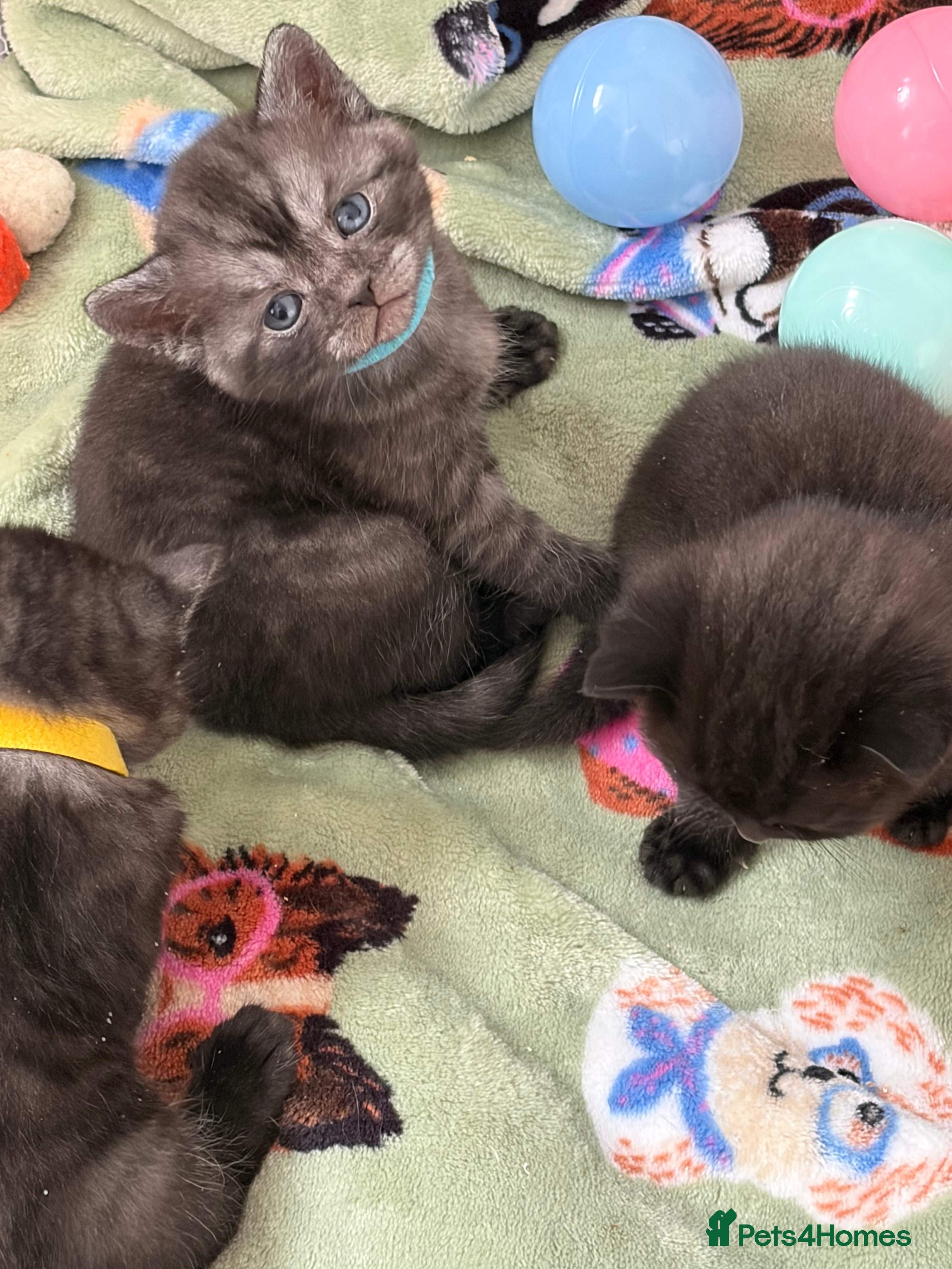 British Shorthair cats Beautiful British Shorthair Kittens  - Advert 7