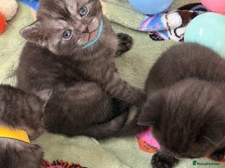 British Shorthair cats Beautiful British Shorthair Kittens - Advert 7