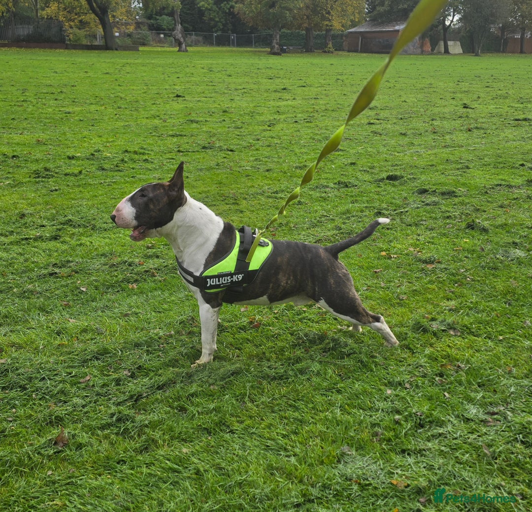 English Bull Terrier dogs for stud: TOP PEDIGREE IN UK, CRUFTS QUALIFIER, CHAMP FAMILY - Advert 2