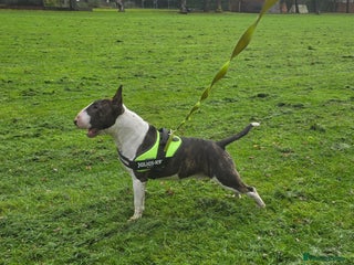 English Bull Terrier dogs TOP PEDIGREE IN UK, CRUFTS QUALIFIER, CHAMP FAMILY - Advert 2