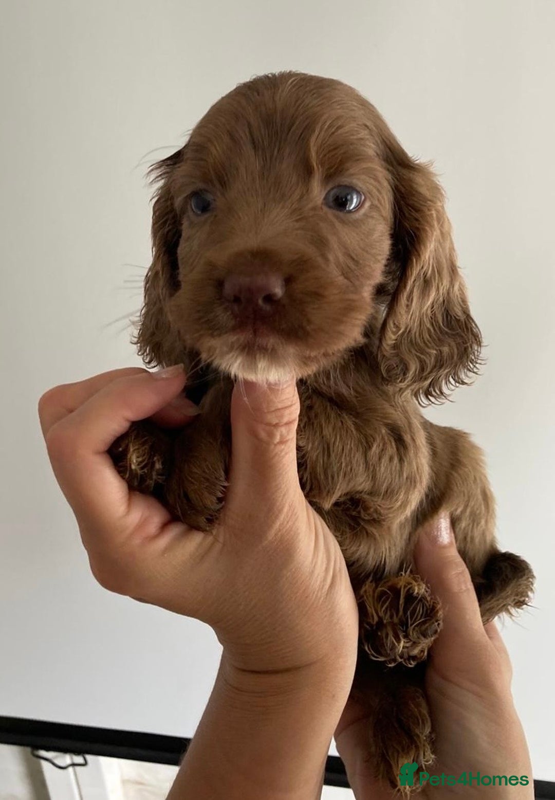 Cocker Spaniel dogs for sale: Beautiful Cocker Spaniel Puppies - Image 2