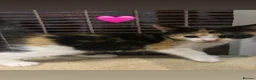 Mixed Breed cats for sale: Kittens  - Advert 3