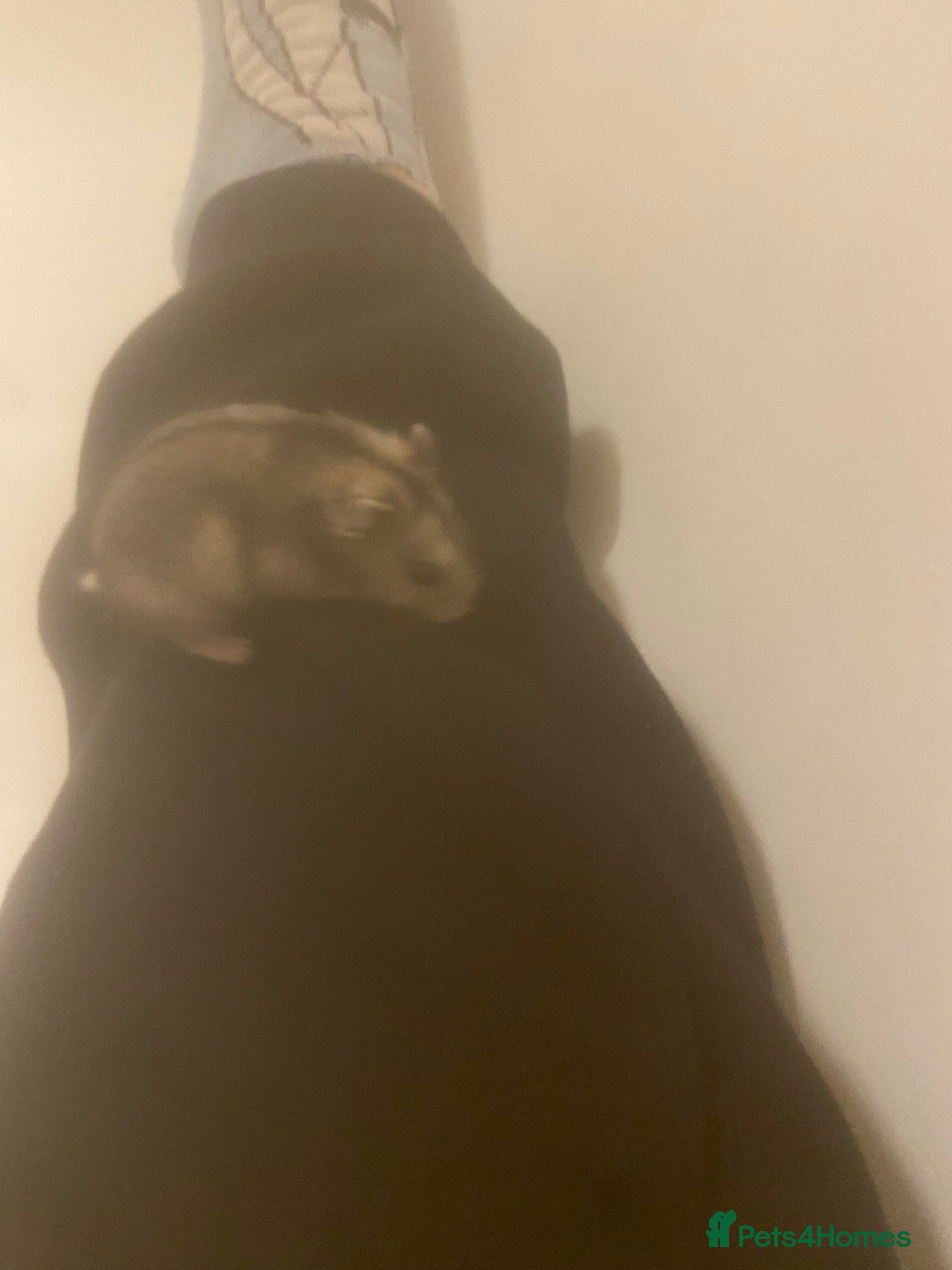 Hamster rodents Hamster - Advert 5