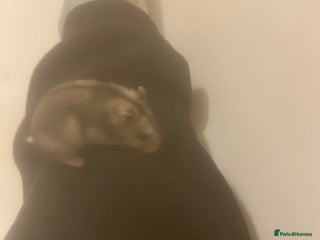 Hamster rodents - Advert 19