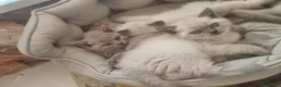 British Shorthair cats for sale: British Shorthair Kitten for sale  - Advert 4