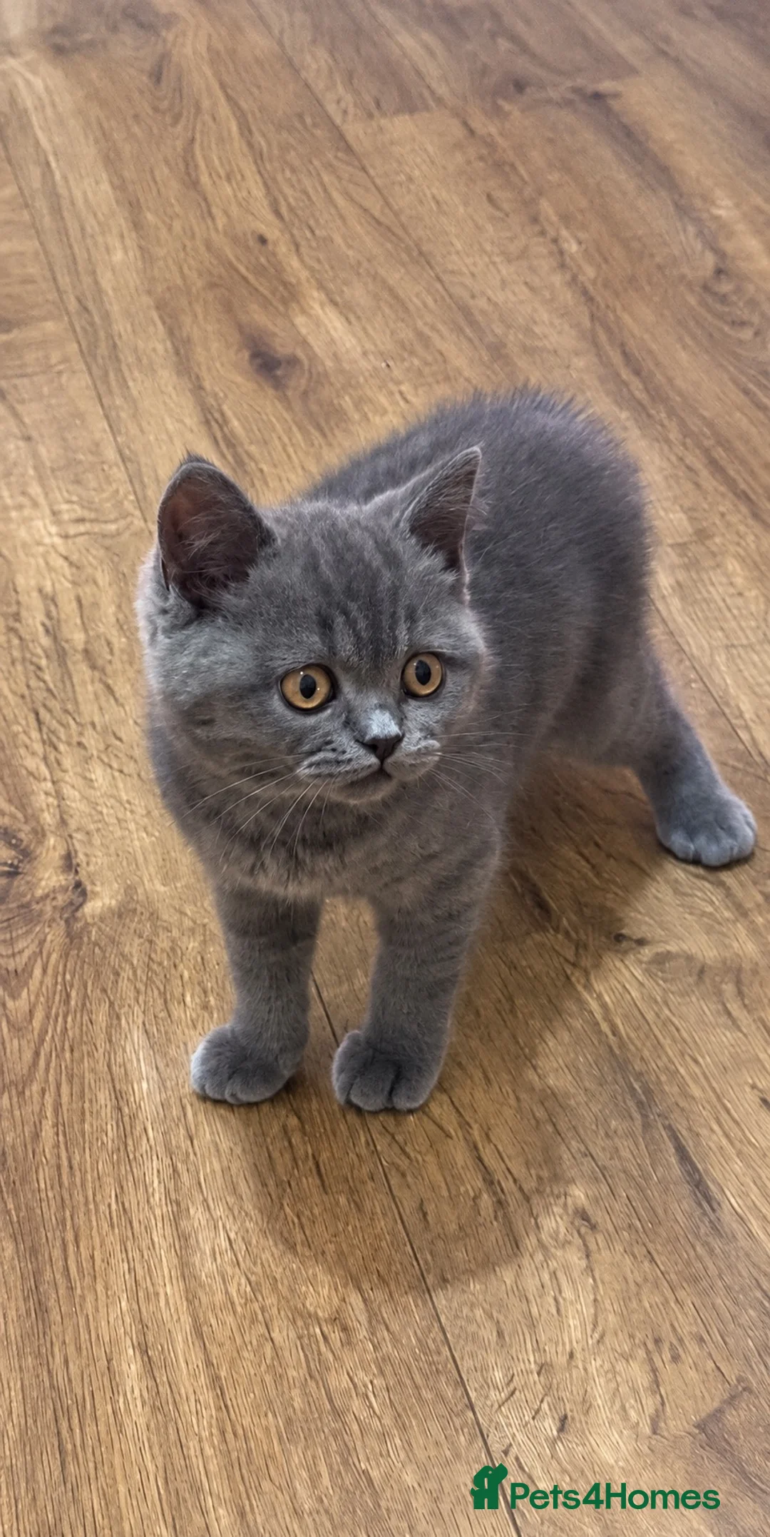 British Shorthair cats for sale: Adorable, Litter-Trained Grey Kitten - Advert 1