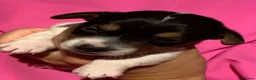 Jack Russell dogs for sale: Jack Russel blue merle - Advert 18