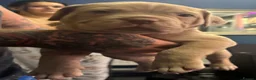 Mastiff dogs for sale: Mastiff hybrids  - Advert 8
