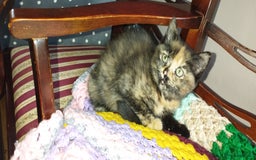 Mixed Breed cats for sale: Two girls looking for nome - Image 1