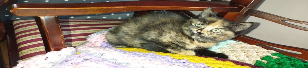 Mixed Breed Kitten 2