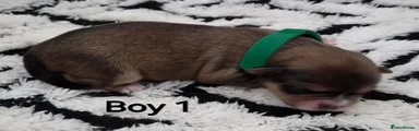 Puppy 1
