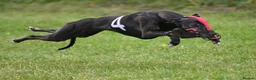 Whippet dogs for sale: KC Registered Male Whippet Puppies  - Advert 3