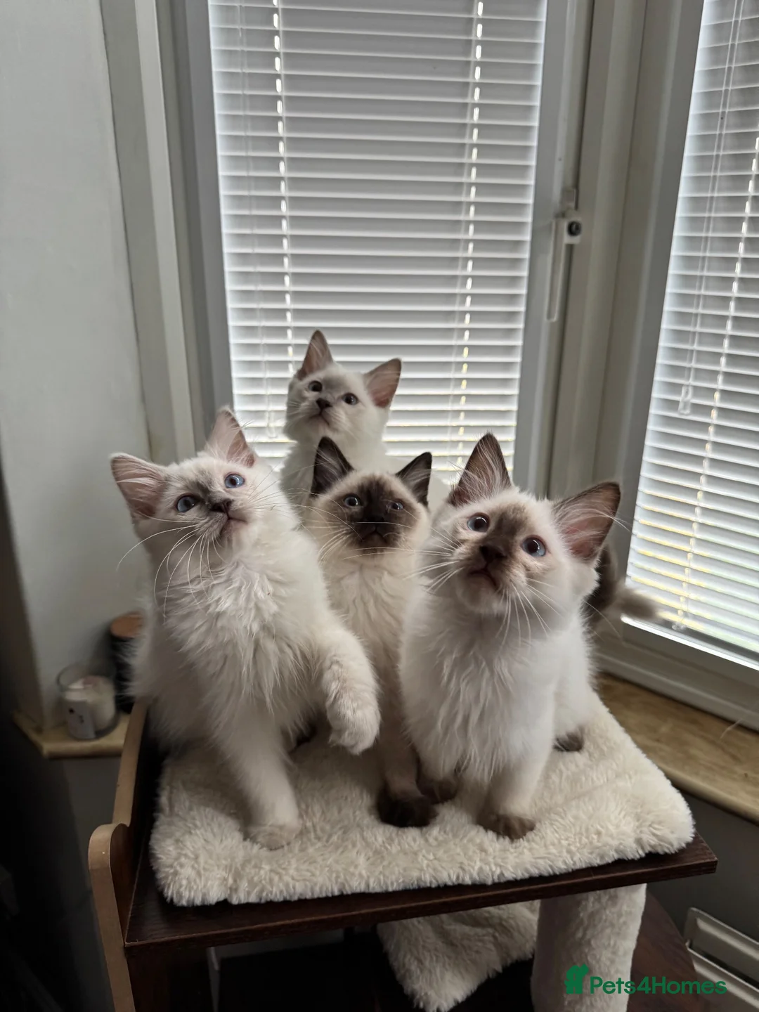 Ragdoll cats for sale: GCCF REG RAGDOLL KITTENS LILAC CHOC SEAL  - Advert 1