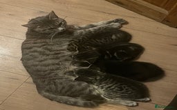 Mixed Breed cats for sale: 4 beautiful kittens  - Image 2