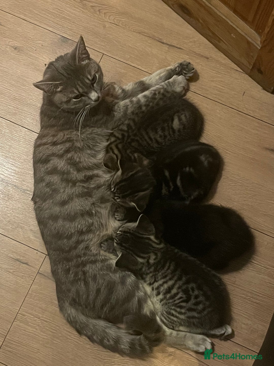 Mixed Breed cats for sale: 4 beautiful kittens  - Image 2