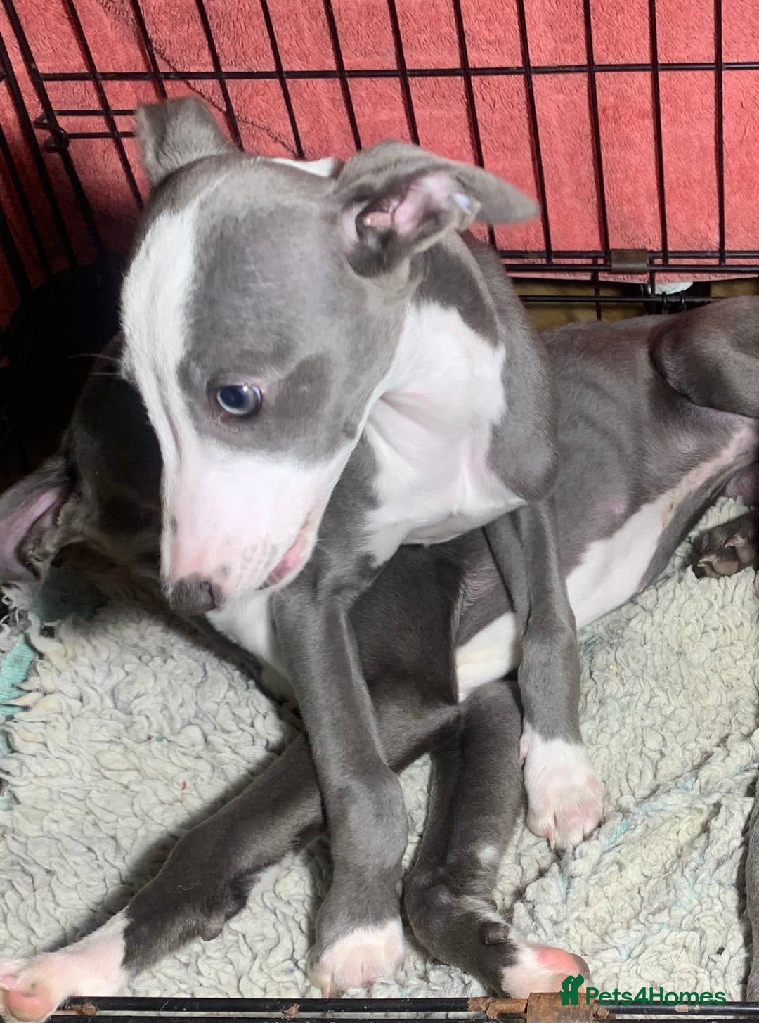 Whippet dogs for sale: Adorable Whippet Puppies for Loving Homes! 🐾💙 - Image 7
