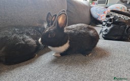 Mixed Breed rabbits for sale: Adorably cute baby bunnies-2 boys 1 girl available - Image 8