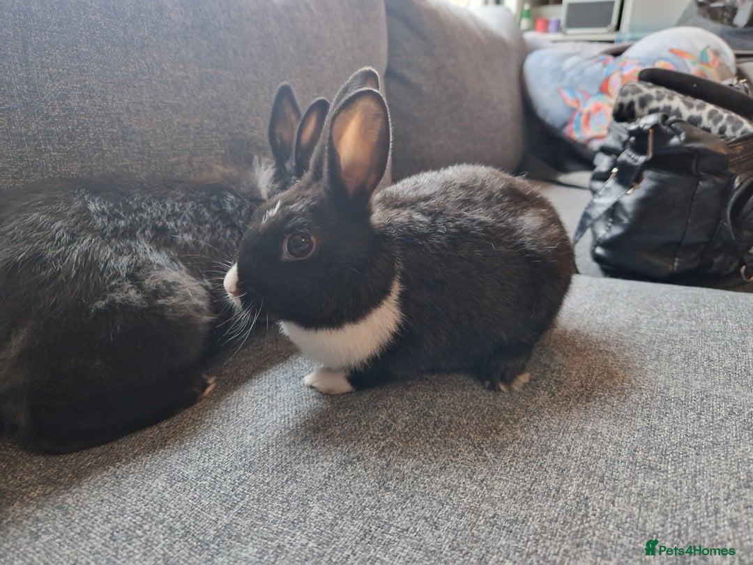 Mixed Breed rabbits for sale: Adorably cute baby bunnies-2 boys 1 girl available - Image 8