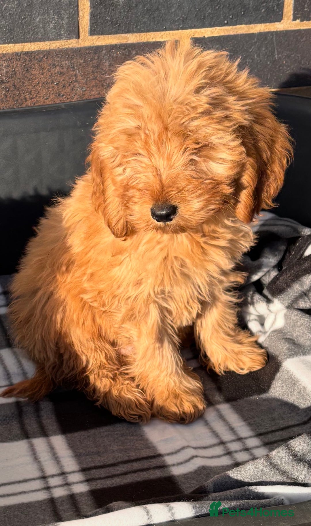 Cockapoo dogs for sale: Beautiful gold Cockapoo puppies - Advert 15