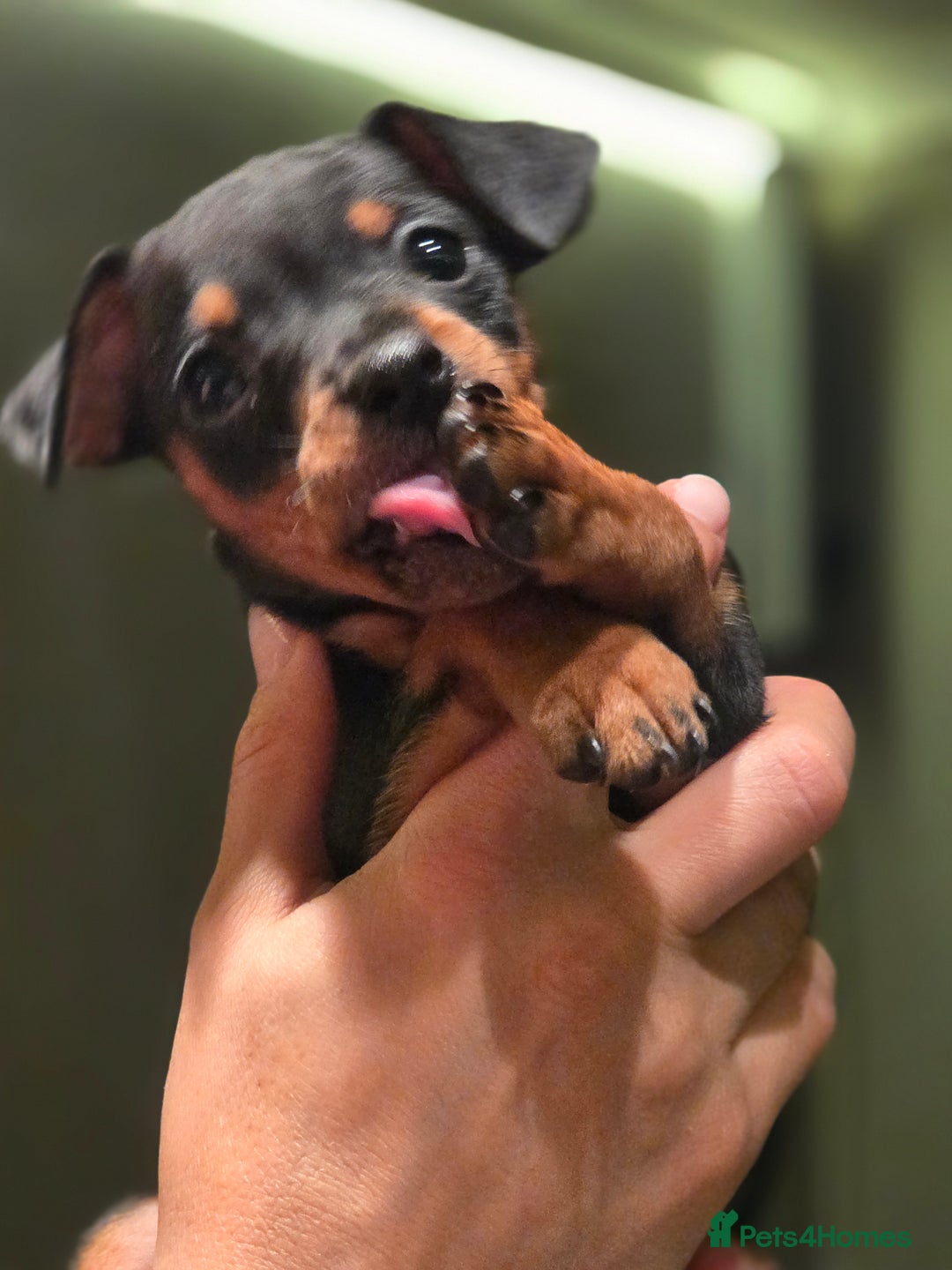 Miniature Pinscher dogs for sale: KC Registered 6 Pure Miniature Pinscher litter - Advert 11