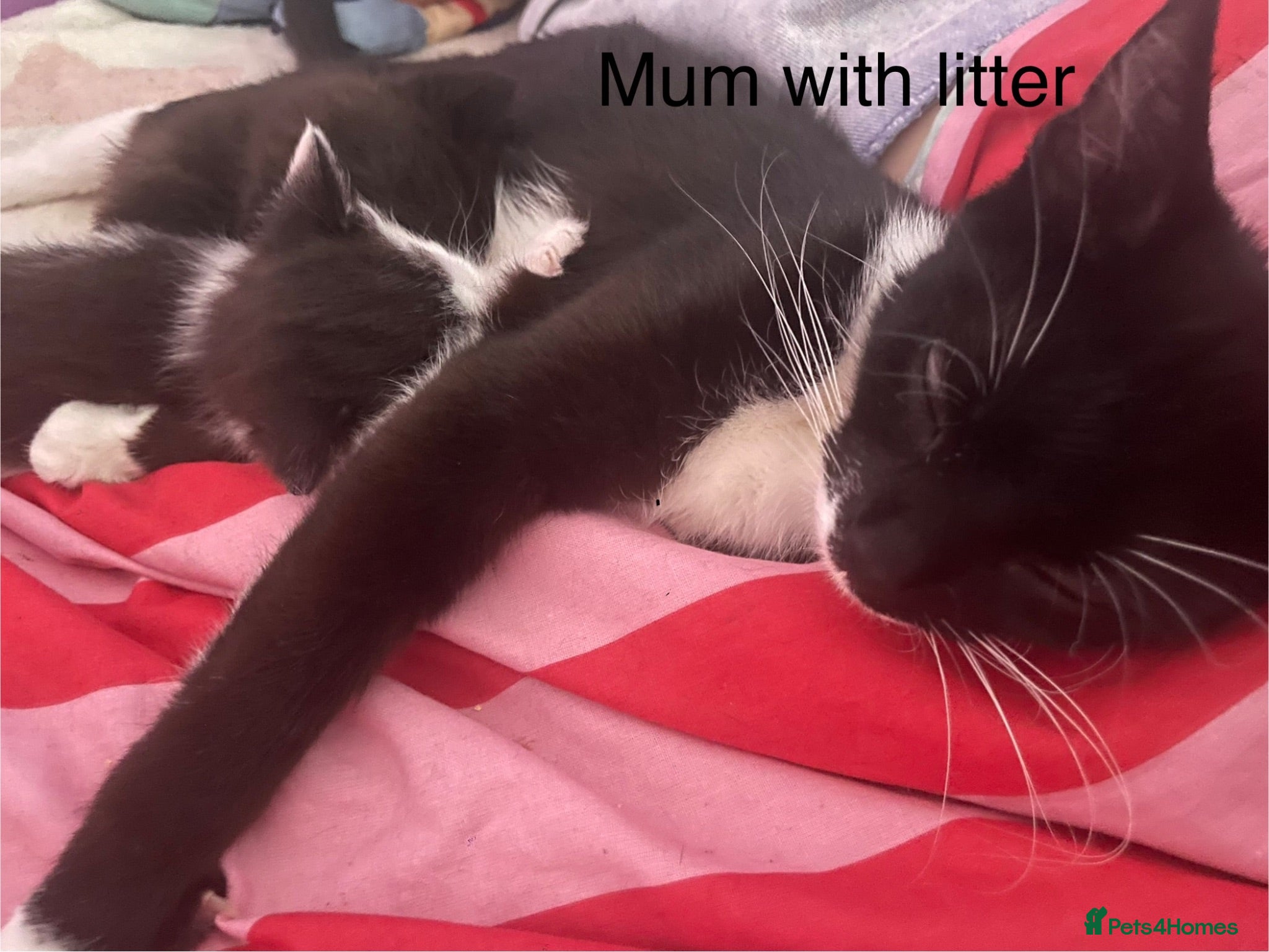 British Longhair cats Two gorgeous kittens for sale - Advert 1