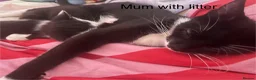 British Longhair cats for sale: Two gorgeous kittens for sale in Havant - Advert 1