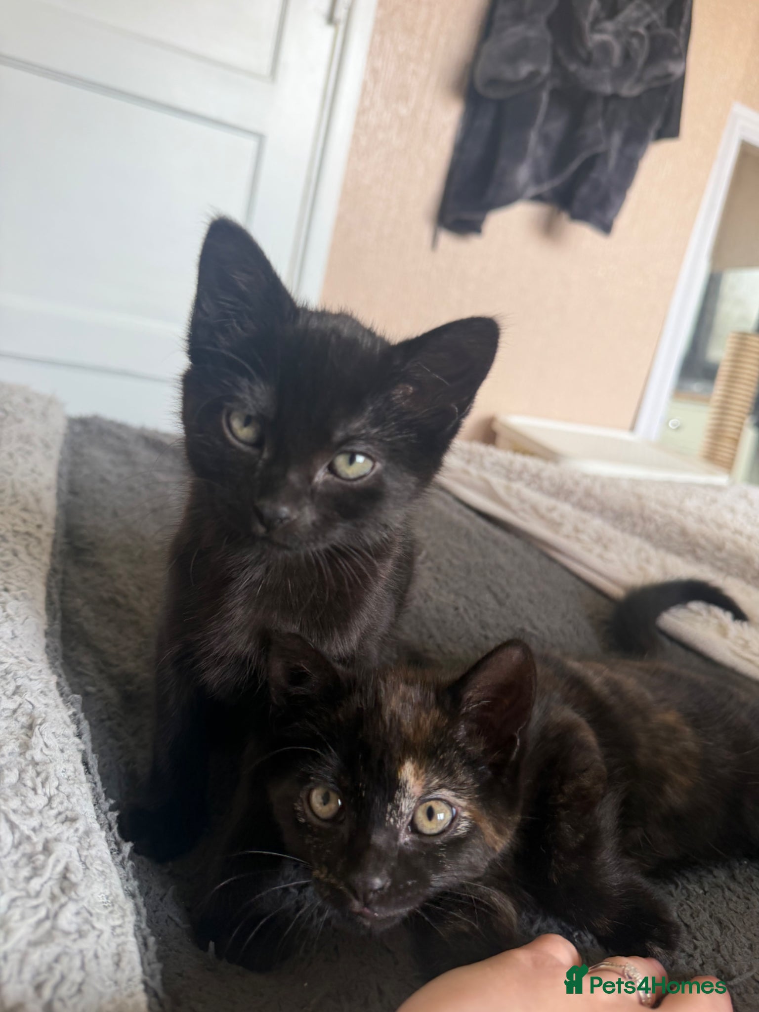 British Shorthair cats 2 female kittens - FREE - Advert 2