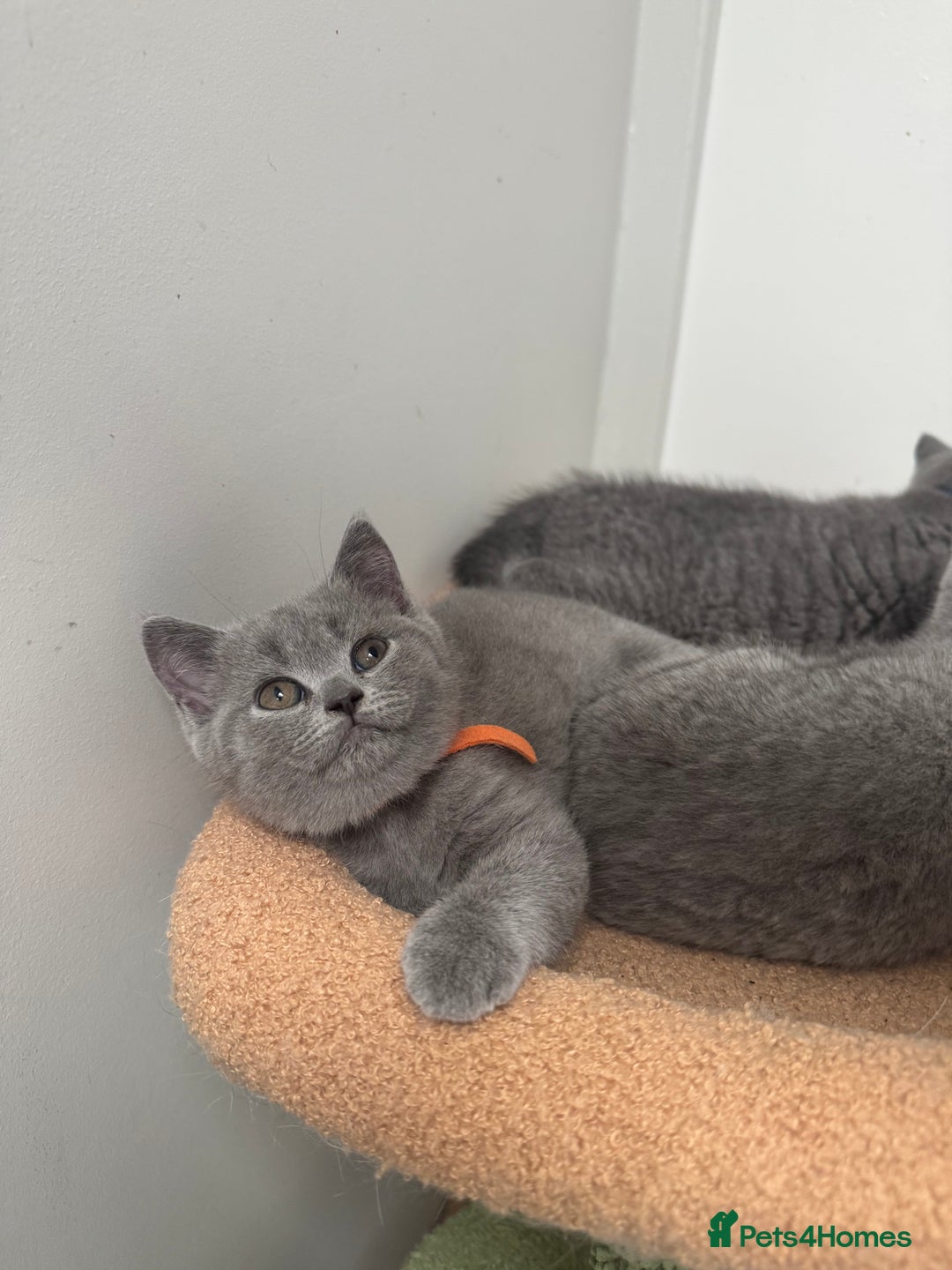 British Shorthair cats for sale: Last 3 stunning BSH Left - Image 2