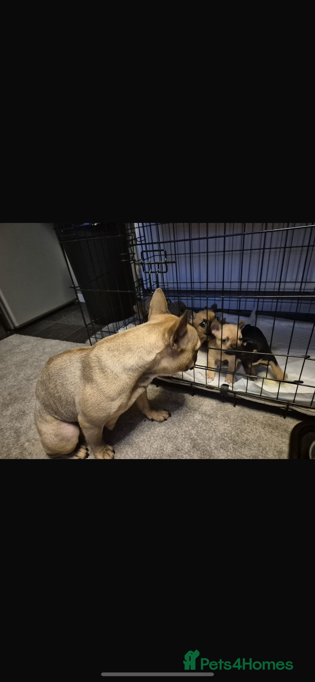 French Bulldog dogs for sale: French bulldog puppies  - Advert 4