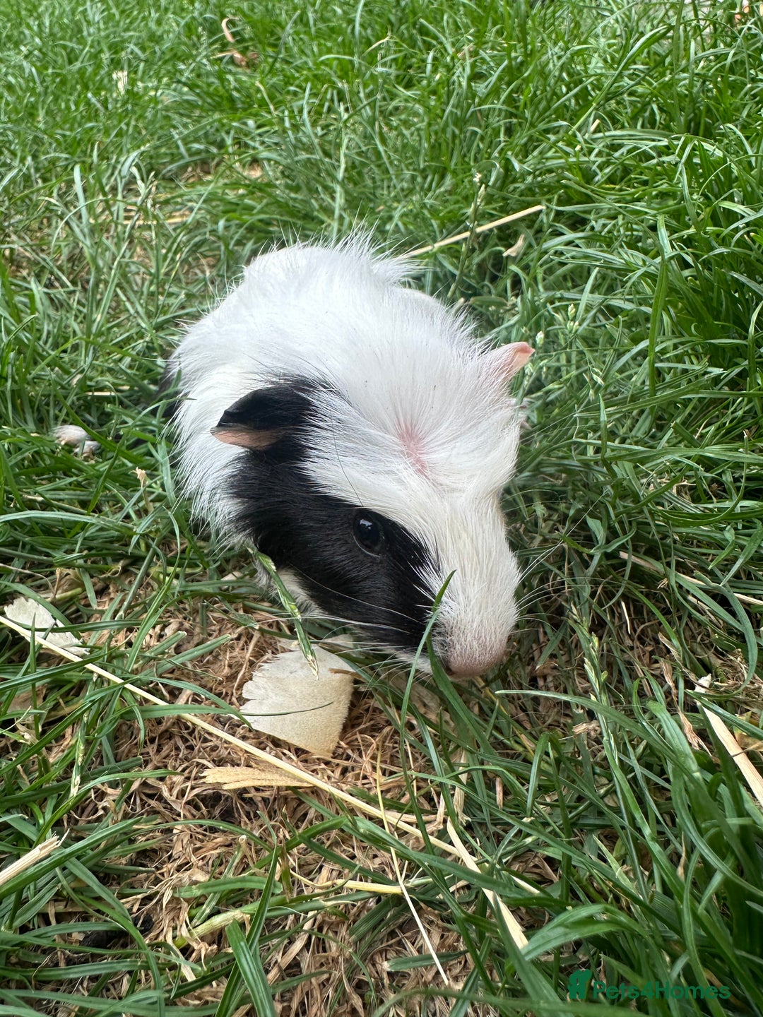 Guinea Pig rodents for sale: Male Guinea Pigs For Sale  - Image 8
