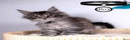 Maine Coon cats for sale: 💚Stunning XL TICA-registered Maine Coon Kittens  - Advert 21