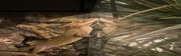 Gecko reptiles for sale: Pascal the Crested Gecko in Trowbridge - Advert 10