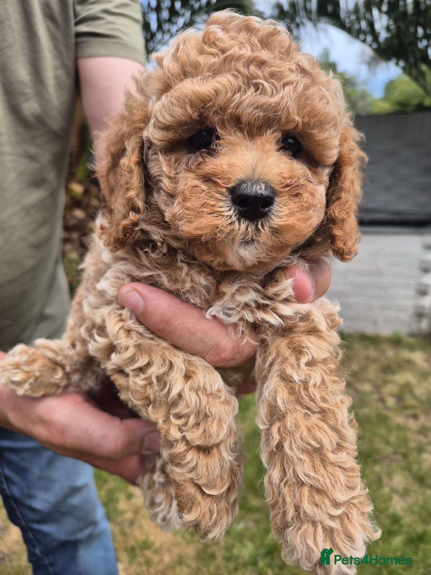 Cavapoochon dogs Beautiful cavapoochon pups - Advert 3