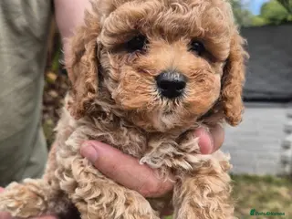 Cavapoochon dogs Beautiful cavapoochon pups - Advert 5