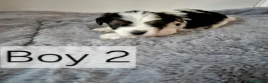 Biewer Terrier 2