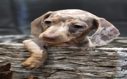 Miniature Dachshund dogs for sale: TRUE MINIATURE DASCHUND BABIES only 5 - Image 12