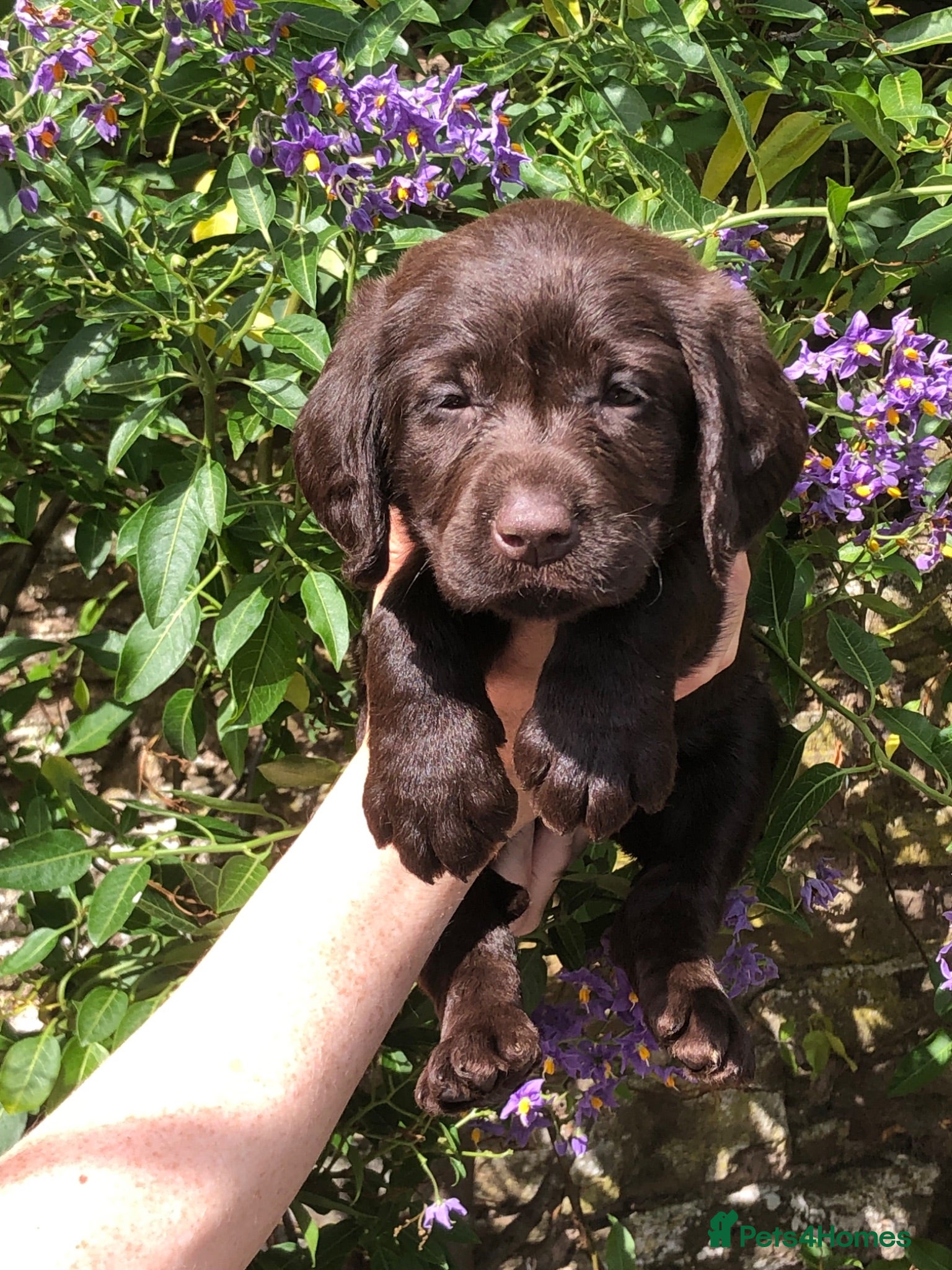 Labradoodle dogs 🐾 Beautiful Dark Chocolate Labradoodle pups - Advert 1