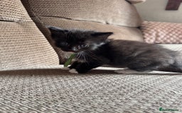 Mixed Breed cats for sale: British shorthair/ Ragdoll cross - Image 9